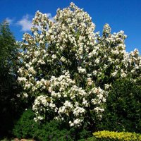 Магнолия Грандифлора (Вечнозелена), снимка 4 - Градински цветя и растения - 41378647