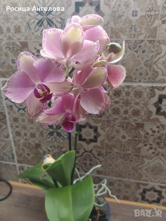 Орхидея pirate picotee, снимка 1