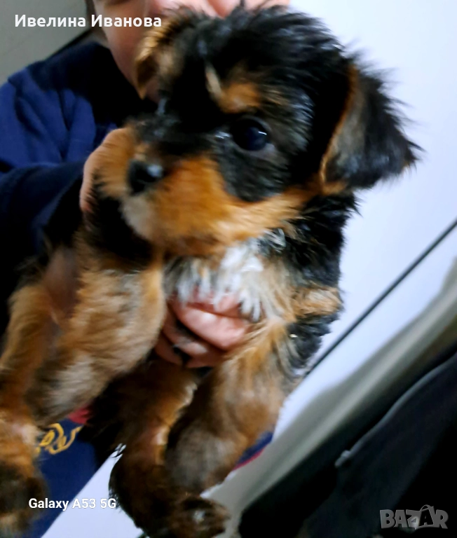 Йорки женско, снимка 1