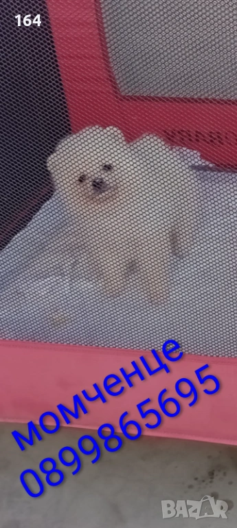 Мъжки и женски Померани, снимка 1