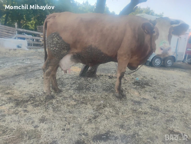 продавам крава , снимка 1