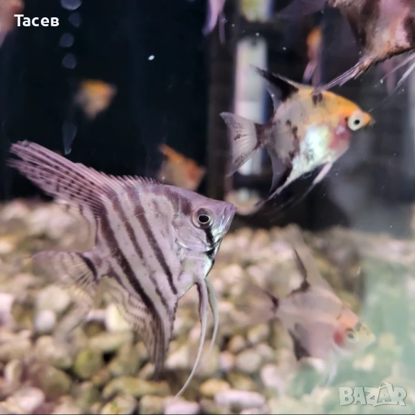 Скалария 4см, снимка 1