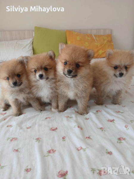 Померани, снимка 1