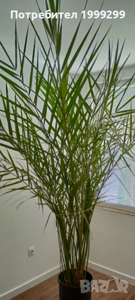 Финикова палма със саксия - 240см.!, снимка 1