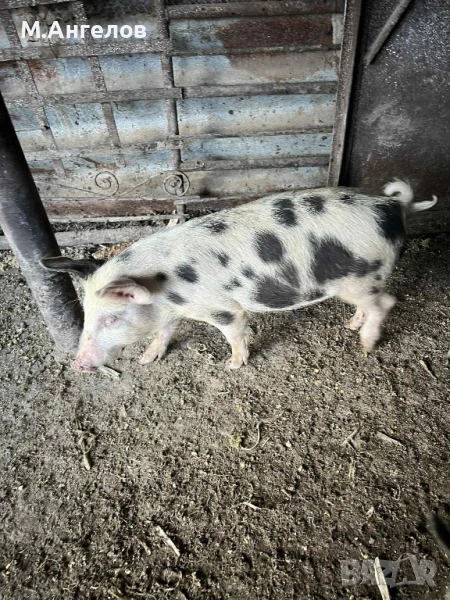 Малки прасенца , снимка 1