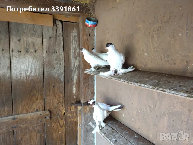 продавам млади гълъби кепета , снимка 10 - Гълъби - 54542721