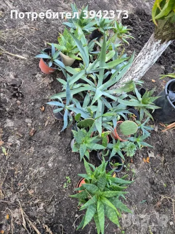 Кактуси , снимка 10 - Градински цветя и растения - 47459512