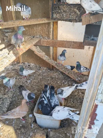Продавам гълъби, снимка 4 - Гълъби - 56060685