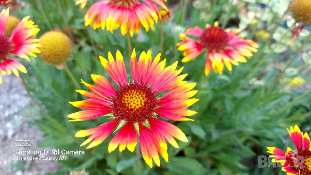 продавам големи разстения Гайлардия , снимка 5 - Декорация за дома - 44717947