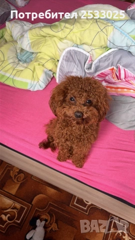 Той пудел , снимка 2 - Пудели - 53105476