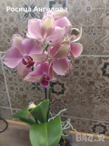 Орхидея pirate picotee