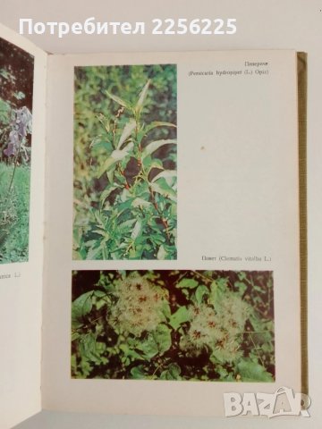 Билките в България и използването им, снимка 8 - Специализирана литература - 51100245