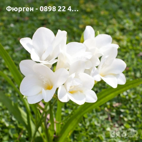 Луковици Фрезия – фракция 5/6, снимка 5 - Разсади - 53127199