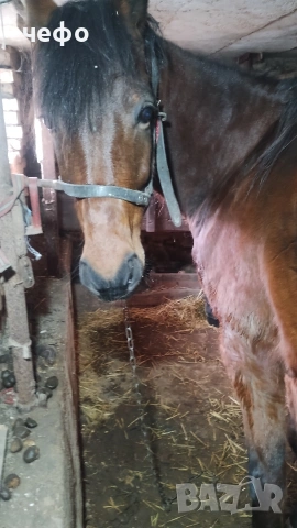 животни кон, снимка 3 - Коне - 53724378