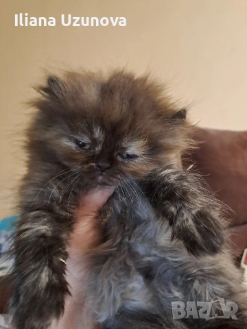 Уникални персийски котенца , снимка 9 - Персийска - 53293077