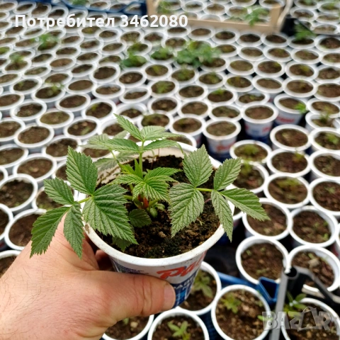 Разсад- малини, снимка 3 - Разсади - 53757063