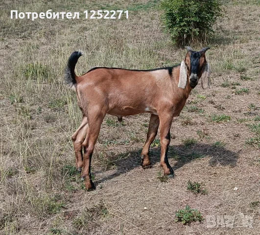 Три чистокръвни англо-нубийски мъжки ярета, снимка 2 - Кози - 55970066