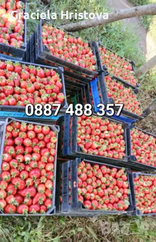 Продавам разсад ягоди , снимка 16 - Сортови семена и луковици - 53615558