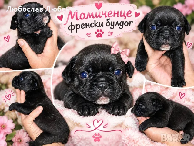 Френски булдог момиченце