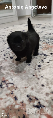 две момиченца , снимка 4 - Чихуахуа - 52869346