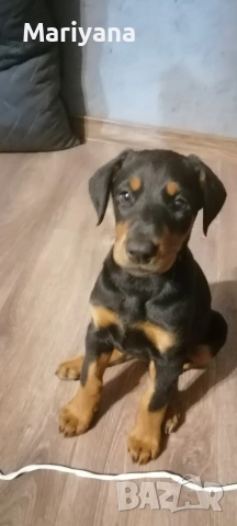 Продавам родословни добермани.Жендки и мъжки.Тел.0884276911, снимка 4 - Доберман - 53745178