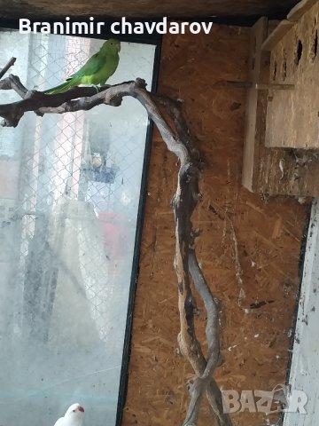 продавам 2 Александъра