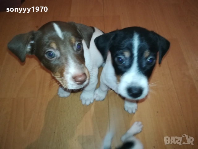 ДЖАК РЪСЕЛ БЕБЕТА 250ЛВ ЗА КУТРЕ 0310251248, снимка 3 - Джак ръсел териер - 51932222