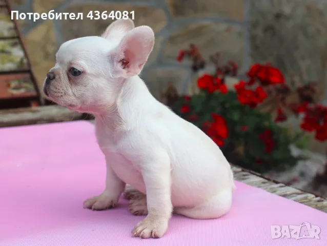 Френски булдог бебе , снимка 3 - Френски булдог - 55645367