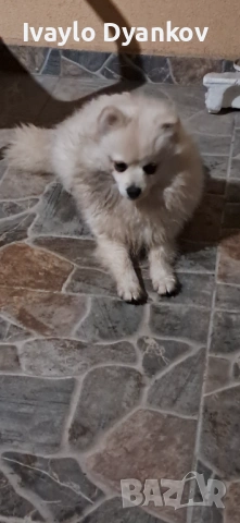 Померанче , снимка 2 - Шпиц - 53253261