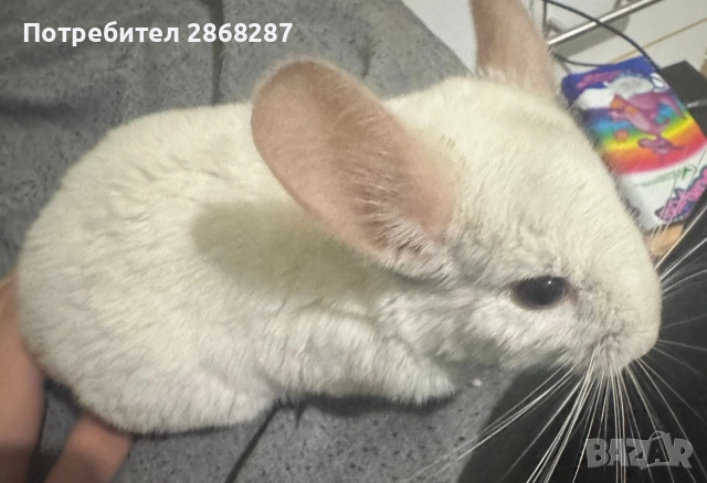 чинчила, снимка 4 - Чинчили - 52803032
