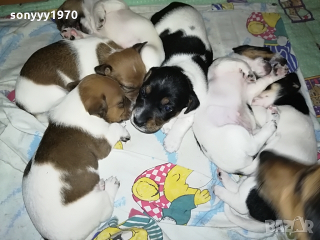 ДЖАКЧЕ-ЖЕНСКО 5 МЕСЕЦА БОНБОН 1103222003, снимка 3 - Джак ръсел териер - 36073476