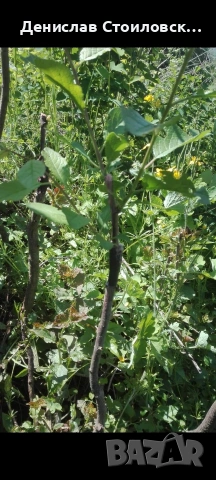 Ашладисване на овошки , снимка 8 - Други - 53628929