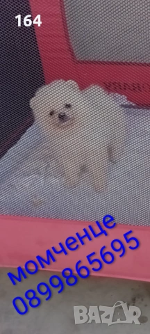 Мъжки и женски Померани