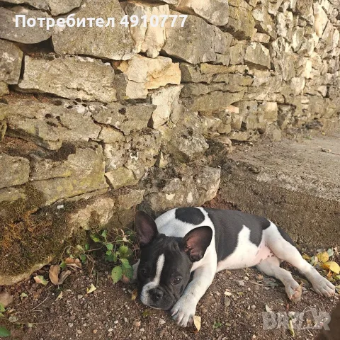 Френски булдог момиченца, снимка 5 - Френски булдог - 56058776
