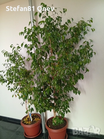 Вечно зелено, Бенджамин , снимка 2 - Декорация за дома - 52953332