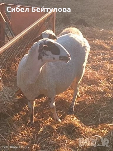 Продавам овце,агнета и кочове., снимка 2 - Овце - 52381749