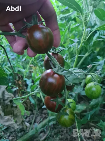 Семена от домати , снимка 3 - Сортови семена и луковици - 55947840