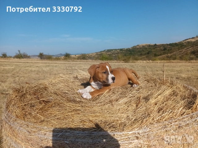 Американски стафордширски териер - елитни родители с родословие , снимка 17 - Американски стафордширски териер - 51258763