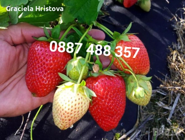 Продавам качествен разсад ягоди тел 0887 488 357 , снимка 11 - Градински цветя и растения - 53465590