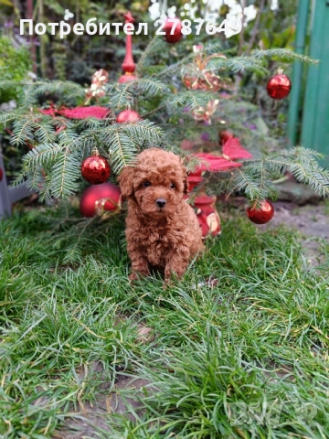 Той пудел момче, снимка 6 - Пудели - 52712284