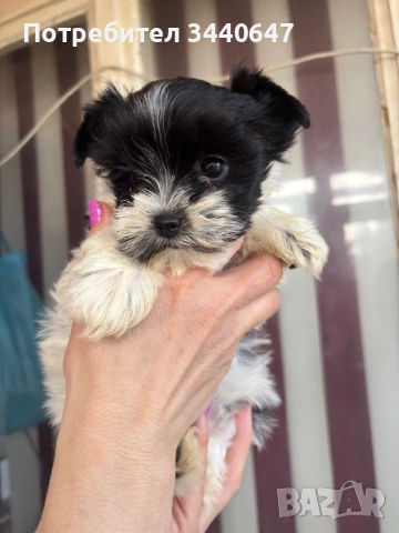 Женско Бивър йорки, снимка 2 - Йоркширски териер - 53797499