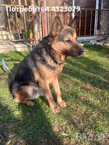 Немска овчарка само сега побързайте , снимка 3 - Немска овчарка - 49133399
