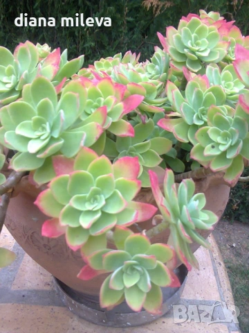 Седум палмери, Sedum palmeri, студоустойчив , снимка 3 - Градински цветя и растения - 53251451