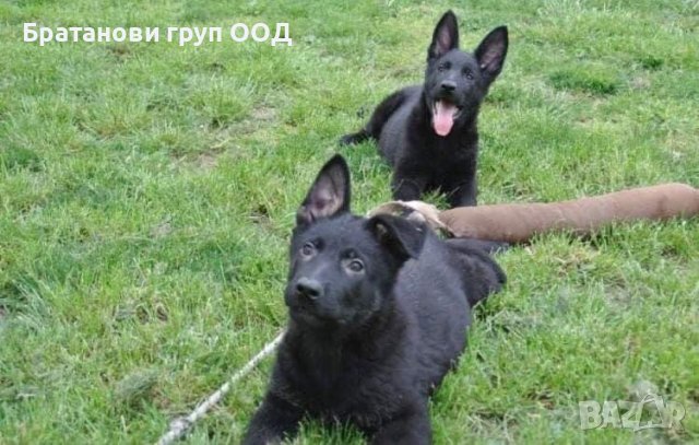 Черни Немски овчарки