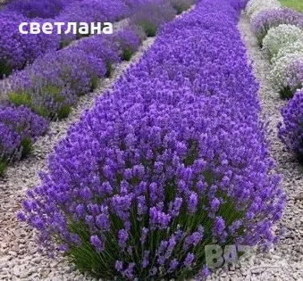 купувам връзки лавандула сорт карловка и юбилейна, снимка 2 - Разсади - 55893766