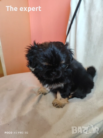 Пекинез Кралски , снимка 6 - Пекинез - 53750442