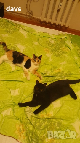 Черна котка на 6 мес. търси дом, снимка 15 - Други - 53116660