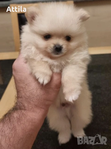  Померан – мини и джудже тип, снимка 2 - Померан - 53622471