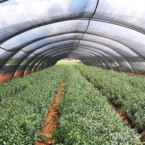 Засенчваща мрежа за ограда 1.5х25м, 60% засенчване, HDPE материал с UV защита, снимка 2 - Огради и мрежи - 53822166