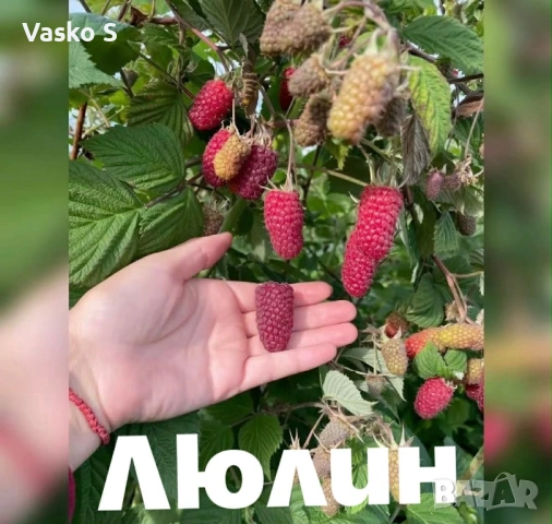 Ягоди малини разсад , снимка 2 - Разсади - 53746508